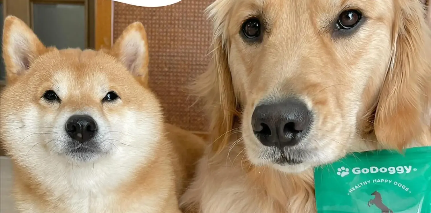 GoDoggy Increases Add-to-Cart Conversions by 300% with Boost